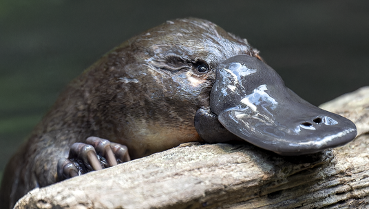 Hobart Rivulet Platypus – Dedicated to the conservation and protection ...