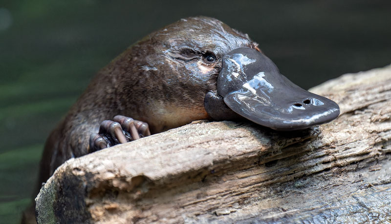 Buy Hobart Rivulet Platypus Stickers and Prints in our Fundraiser store.
